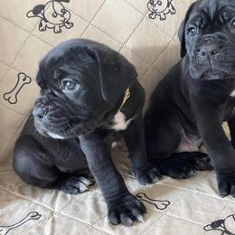 Biewer Terrier, Cane Corso, and Yorkshire Terrier Puppies from Exotic Yorkie Imports & Cessna Cane Corso