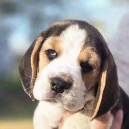 Boy 1 - Black tan and white male Beagle puppy in Napavine, Washington from StormyDaze Labradors & Beagles