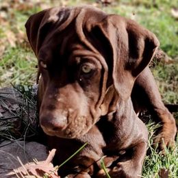Catahoula Leopard Dogs from Hidden Ridge Farms