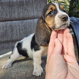 Girl 2 - Black white and brown female Basset Hound puppy in Pleasant Lake, Michigan from Pleasant Bay Basset Hounds