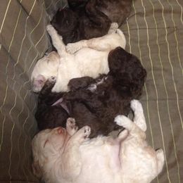 Poodle Puppies from Authentic Poodle Co