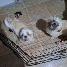 Shih Tzus from Stella's Shih Tzus