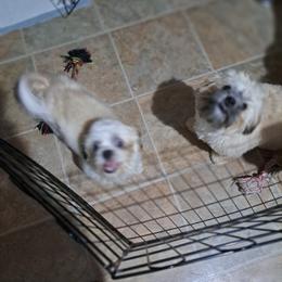 Shih Tzus from Stella's Shih Tzus