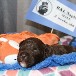 Lagotto Romagnolo Puppies from Royal and Loyal Lagotto Romagnolo