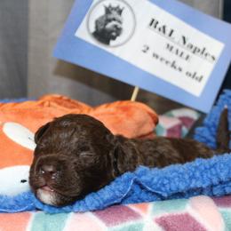 Lagotto Romagnolo Puppies from Royal and Loyal Lagotto Romagnolo