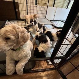 Australian Cattle Dog and Poodle Puppies from Hernwood Heelers & Poodles