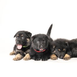 German Shepherd Puppies from Dogsport K9's