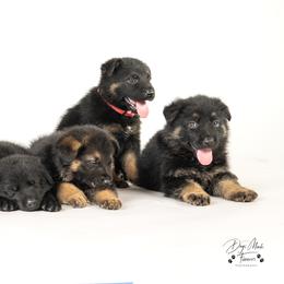 German Shepherd Puppies from Dogsport K9's