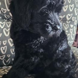 Vivian - Black female Goldendoodle puppy in Kansas City, Missouri from Poppy's Doodles