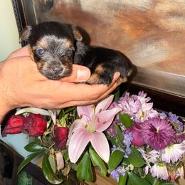 Lilly - Blue and gold female Yorkshire Terrier puppy in Phoenix, Arizona from Yuma Yorkie Co.