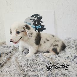Girl 1 - Blue merle and white female American Corgi puppy in Natchitoches. La, Louisiana from Bleu Bayou Corgis