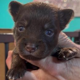 Chocolate - Chocolate female Pomsky puppy in Spring Hill, Florida from PDQ Pomskies