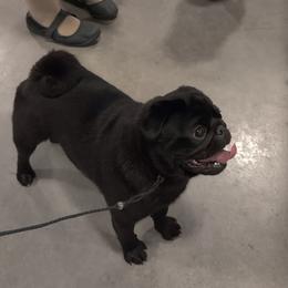 Tacova - Pug