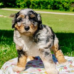 Blue Merle Girl - Blue merle female Aussiedoodle puppy in Burkesville, Kentucky from Bline’s Awesome Aussies, Aussiedoodles & Doxies at the Bline Family Farm