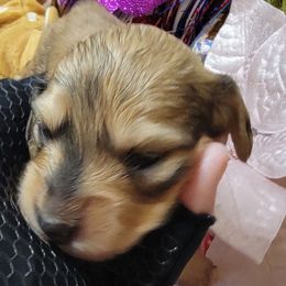 Raleigh - Dapple male Dachshund puppy in Terlton, Oklahoma from CLARK'S BREEDING PROGRAM