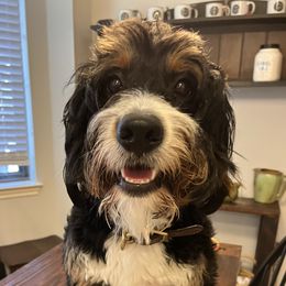 Bear - Bernedoodle