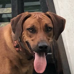 Sandy - Rhodesian Ridgeback