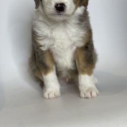 "Ron" Aussiedoodle and Labradoodle Puppies from McDoodles of Texas