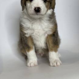 "Ron" Aussiedoodle and Labradoodle Puppies from McDoodles of Texas