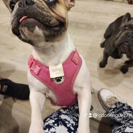 Misty - French Bulldog