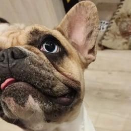 Misty - French Bulldog