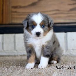 Boy 4 - Blue merle male Toy Australian Shepherd puppy in Russellville, Arkansas from Rockin H Aussies