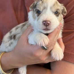 Australian Shepherd Puppies from Batt Ranch Australian Shepherds