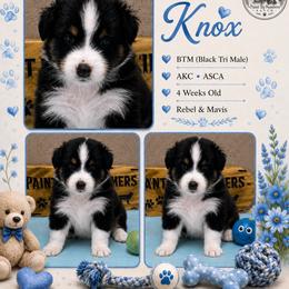 Knox - Black tri-color male Australian Shepherd puppy in Magee, Mississippi from Paint ByNumbers Ranch