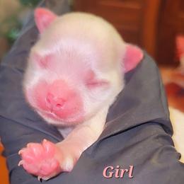 Maltese and Yorkshire Terrier Puppies from TLC Kennels TenderLittleCuties