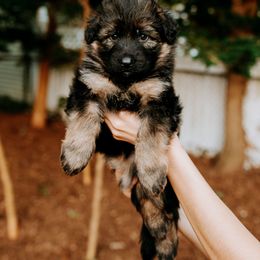 Purple Girl - German Shepherd puppy in Grand Rapids, Michigan from Von Willow German Shepherds