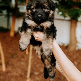 Purple Girl - German Shepherd puppy in Grand Rapids, Michigan from Von Willow German Shepherds