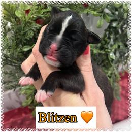 Blitzen - Brindle male Boxer puppy in Greenwell Springs, Louisiana from Bayou Boxer Haus - Baton Rouge Boxers