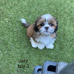Boy 3 - Tricolor male Shih Tzu puppy in Zeigler, Illinois from Dandy Little  Shih Tzu, Shih Poo's and Toy Poodles