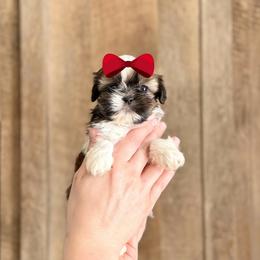 Girl 1 - Sable and white female Shih Tzu puppy in Seguin, Texas from Dolled Up Shih Tzus