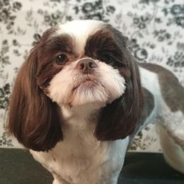 Shih Tzu puppies from D's DeVine Shih-Tzu