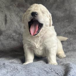 Boy pick 1 - Light golden male Golden Retriever puppy in Waterford, Pennsylvania from Living on Faiths Golden Retrievers