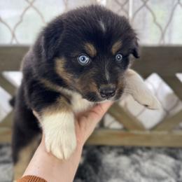 Boy 1: Dallas - Black tri-color male Australian Shepherd puppy in Volant, Pennsylvania from Addie's Aussies
