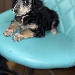 Dalmatian and Poodle Puppies from Exquisite Dalmatians & Standard Poodles