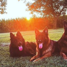 German Shepherds from Heaven’s Angels
