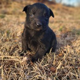 Solstice - Black & white female Australian Shepherd puppy in Spartanburg, South Carolina from Squirrelytail Farms