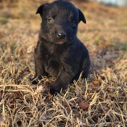 Solstice - Black & white female Australian Shepherd puppy in Spartanburg, South Carolina from Squirrelytail Farms