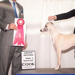 English Cocker Spaniels and Whippets from Sno-Kist English Cockers & Whippets