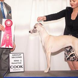 English Cocker Spaniels and Whippets from Sno-Kist English Cockers & Whippets