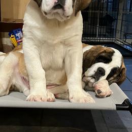Boy dark brown collar - Red and white male Saint Bernard puppy in New Sharon, Maine from Kimball Pond  Saint Bernards