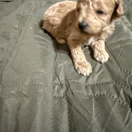 Rockie - Apricot male Poodle puppy in Auburn, Georgia from Southern Poodles