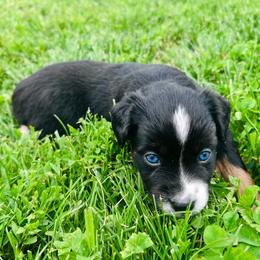Lexi - Black tri female Miniature Australian Shepherd puppy in Marion, Michigan from Highland Hills Mini Aussies
