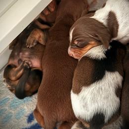 Dachshund Puppies from Drift & Dash Dachshunds