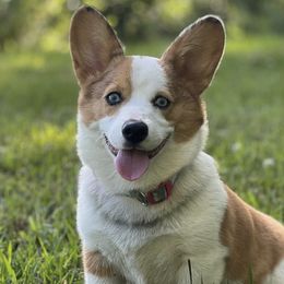 American Corgis from Crystal Blue Corgi