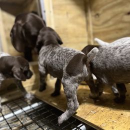 German Shorthaired Pointer Puppies from Harris Enterprise & Kennels LLC