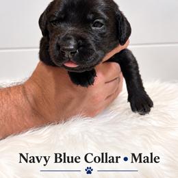 Navy blue collar male - Black male Labrador Retriever puppy in Imperial, Missouri from Kalkbrenner's Labrador Retrievers